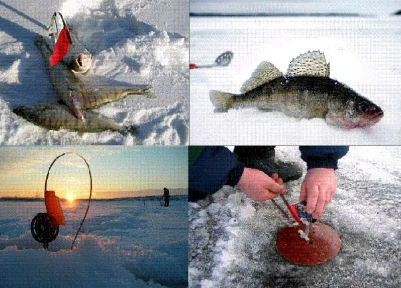 Оснастка зимней жерлицы на щуку. Жерлица на судака с тюлькой. Оснастка зимней жерлицы на судака. Зимняя ловля судака на жерлицы зимой. Зимняя поставушка на судака на тюльку.