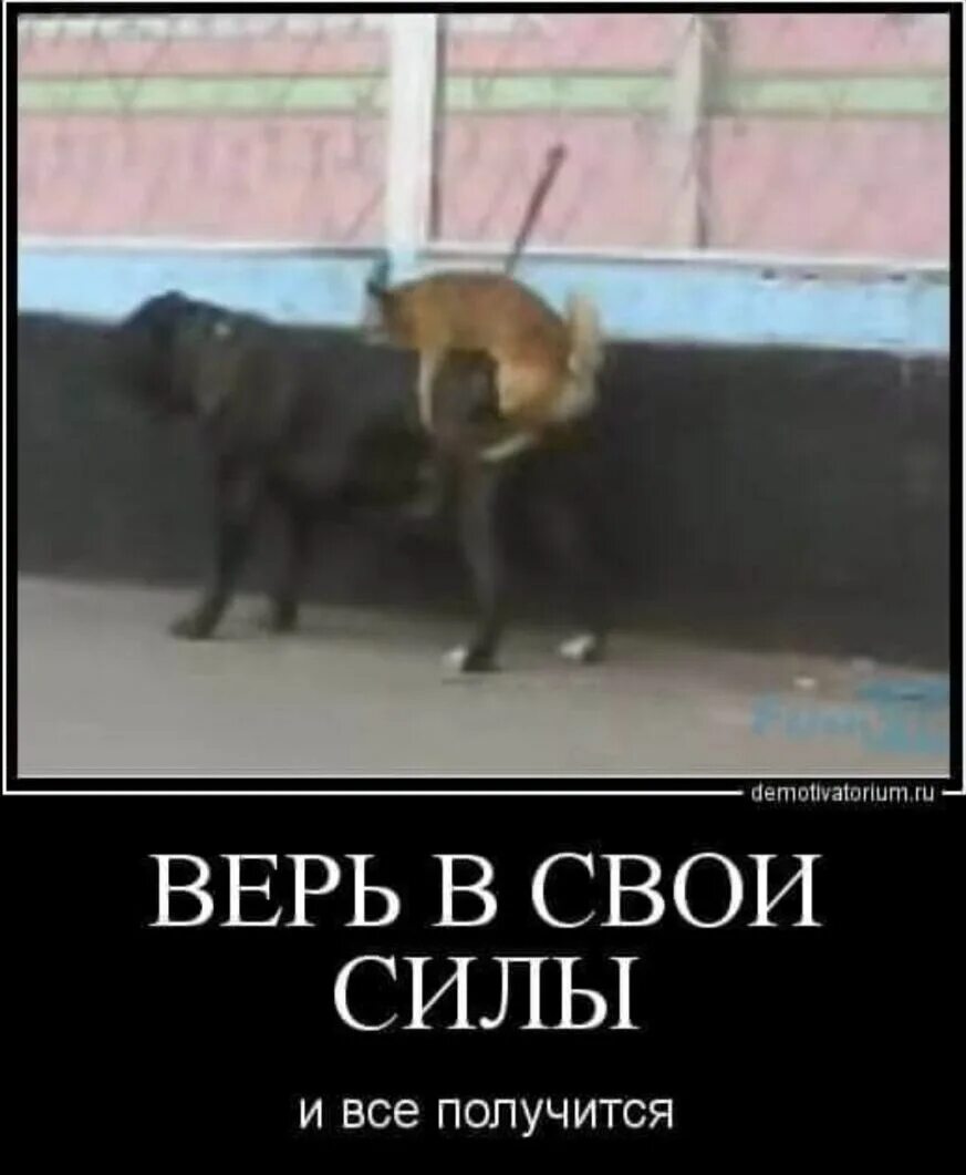 Очень даже получится. Верить в свои силы. демотиватор верь в свои силы. верь в себя и свои силы. верь в себя и всё получится.