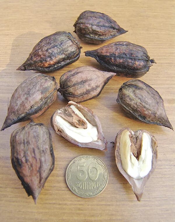 Семена кустовых. Семена экзотических растений. Редкое семечко. Растение bixa orellana. Редкие семечки.