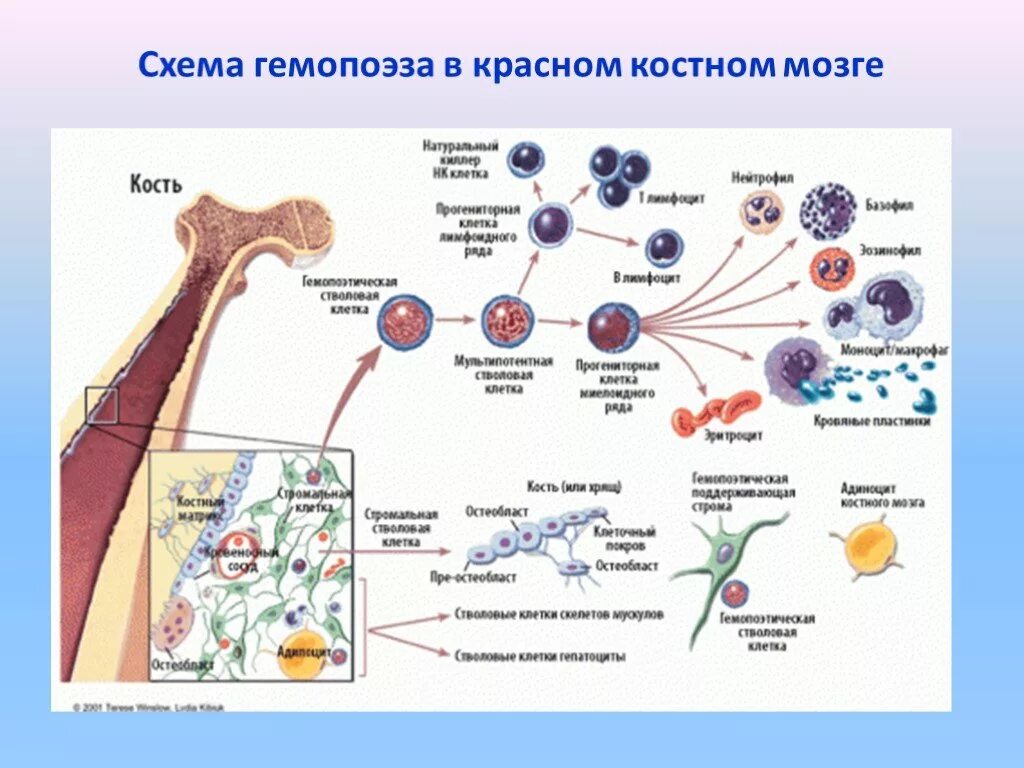 Схема кроветворения в костном мозге. Эмбриональное кроветворение в костном мозге. Схема гемопоэза костный мозг. Кроветворение в Красном костном мозге.