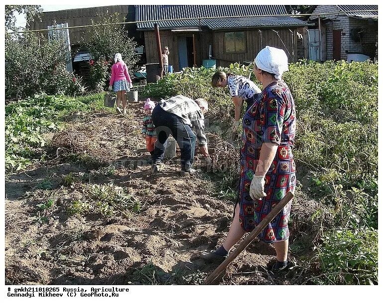 Работа есть на дачу. Работа в огороде. уборка огорода. огород в деревне. сбор урожая в деревне.