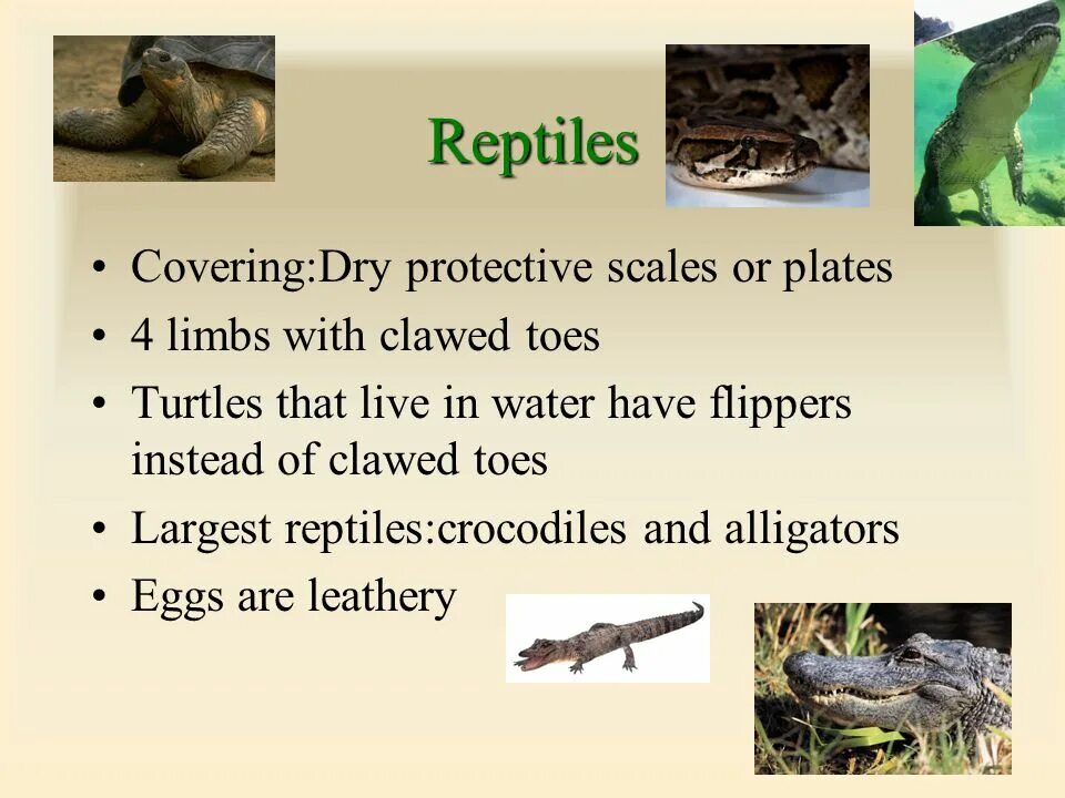Reptiles mammals. Mammals Reptiles Birds. Reptiles примеры животных на английском. Birds mammals and Reptiles примеры. External structure of Reptiles.
