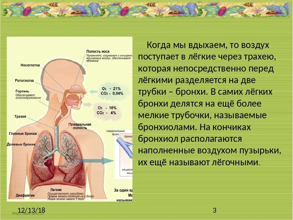 Воздух из гортани попадает в. Как проходит воздух в легкие. Причины поступления воздуха в легкие. Человек дышит. Схема попадания воздуха в легкие.