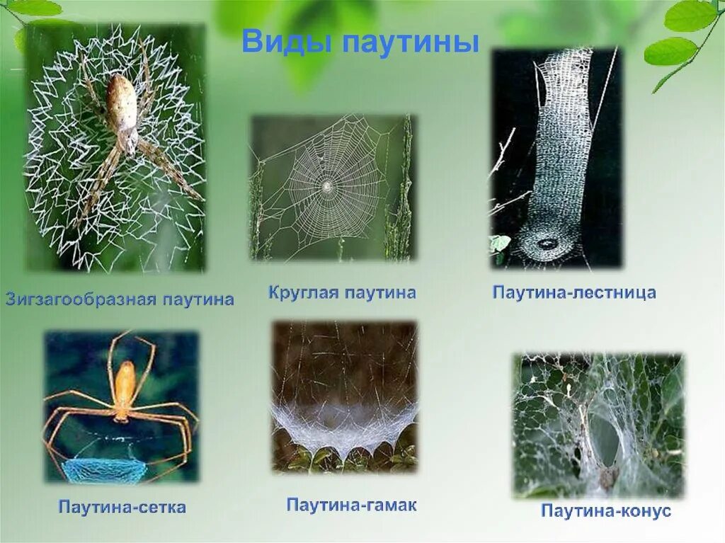 Типы паутины. Паукообразные строение паутины. строение нити паутины. виды плетения паутины. типы паутины у пауков.