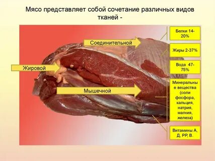 Из чего состоит мясо