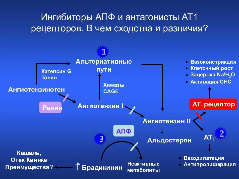 Ренин-ангиотензиновую систему ингибиторы АПФ. Ингибиторы АПФ И ангиотензина. Ангиотензин ат1 и ат2 рецепторы. 1.Ингибиторы ангиотензинпревращающего фермента (АПФ). Ингибиторы апф бета