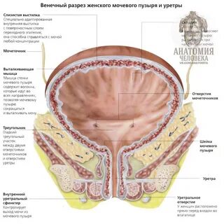 Мочевой канал у женщин картинки