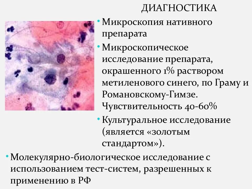 Микроскопия окрашенных препаратов. Микроскопия препаратов микробиология. Микроскопическое исследование окрашенных препаратов. Кандидоз,микроскопия, окраска. Методы лабораторной диагностики грибковых инфекций.