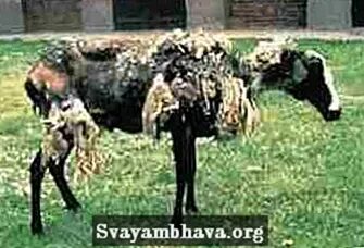 У овец признак длинные уши