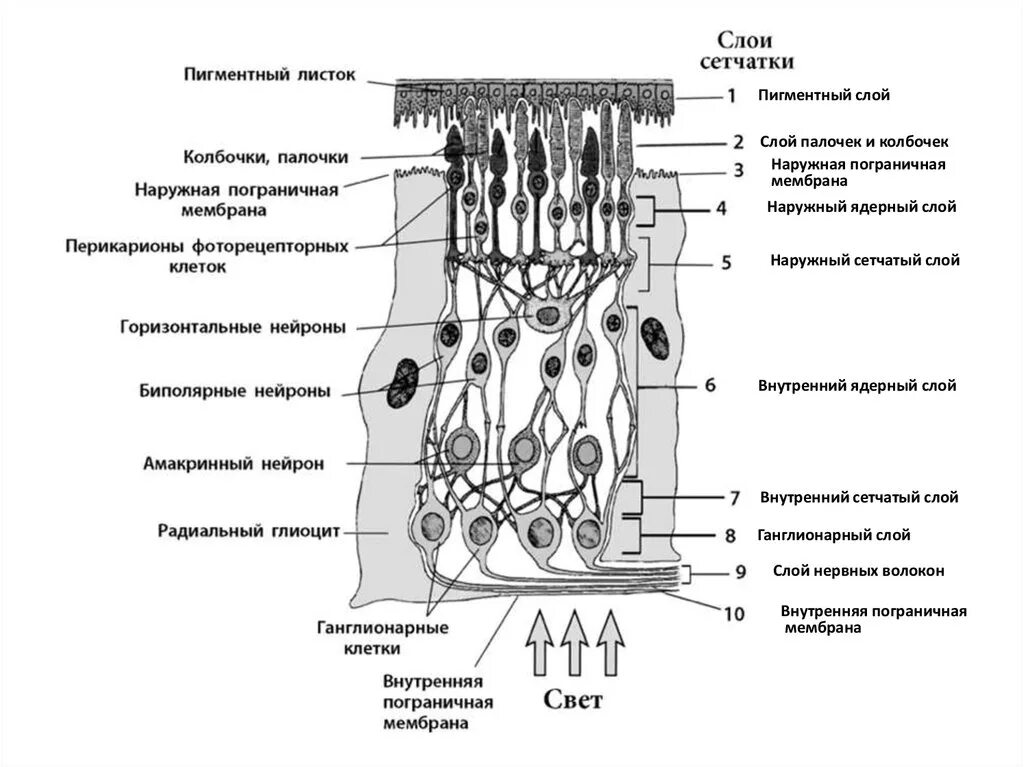 Палочки и колбочки сетчатки гистология. Строение палочки сетчатки. Слой палочек и колбочек гистология. Строение фоторецепторных клеток сетчатки.