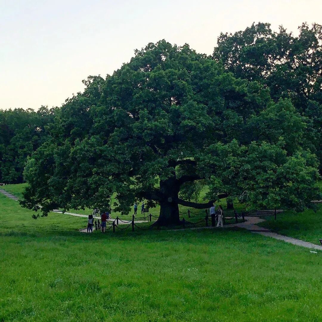 красивый дуб. дуб черешчатый дубрава. исполинский могучий дуб. дуб дубы правило.