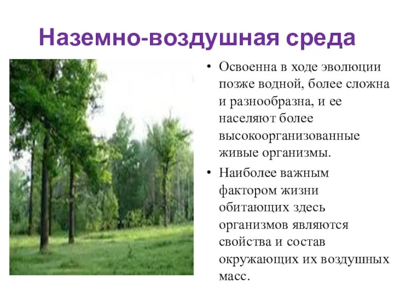 Доклад на тему воздушно наземная среда. Наземно-воздушная среда жизни. Условия жизни в наземно воздушной среде. Представители наземно-воздушной среды. Жизненные формы наземно воздушной среды.