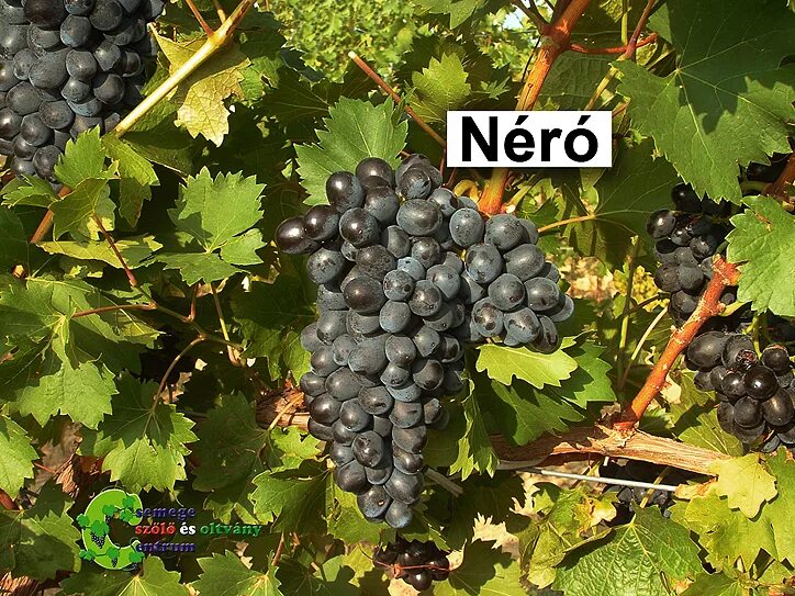 сорт винограда неро. сорт винограда неро. Vitis 'nero'. неро д'авола сорт винограда. виноград неро дьявола.