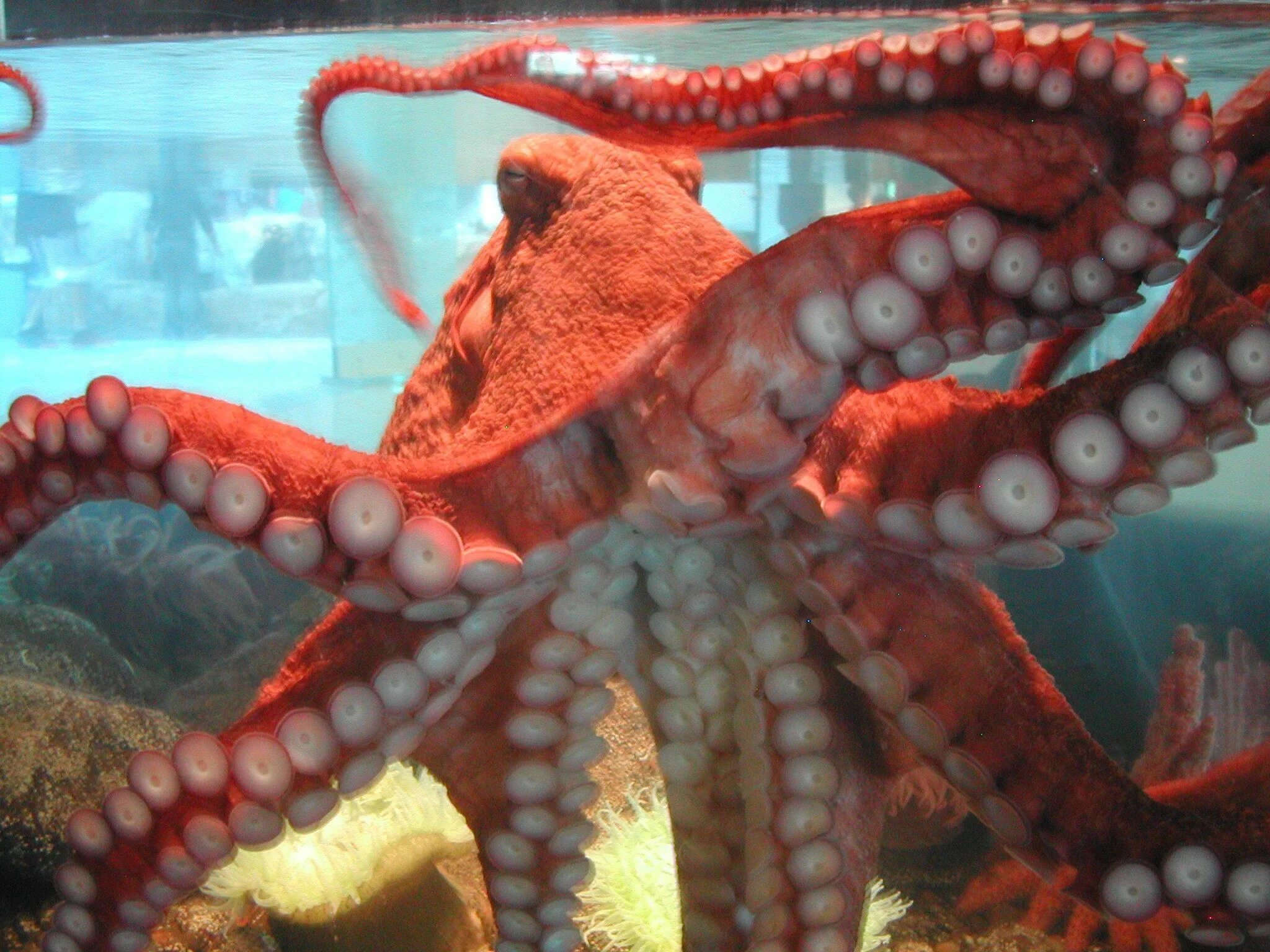 Осьминоги чувствуют. Giant Pacific Octopus размер. Осьминог. Гигантский осьминог. Тихоокеанский осьминог.