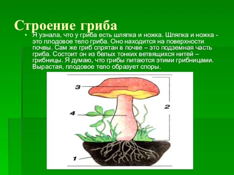 Шляпочные грибы состоят из шляпки. Гриб строение грибница шляпка ножка. Строение шляпки шляпочного гриба. Строение шляпочного гриба: ножка. Строение гриба ножка шляпка плодовое тело грибница.