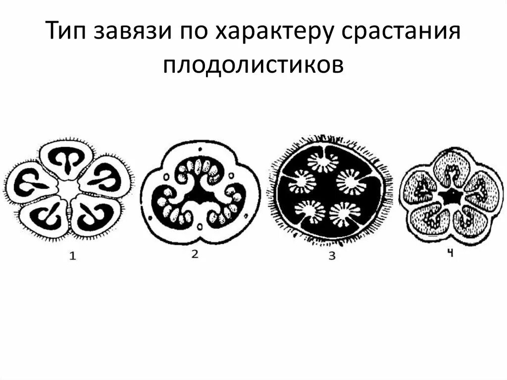 Поперечный срез завязи пестика лилии под микроскопом. Поперечный срез гинецея. Типы гинецея и завязи. Тип завязи по характеру срастания плодолистиков. Типы завязи плодолистиков.