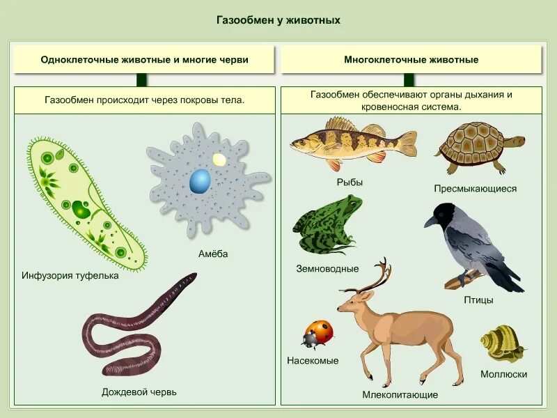 Животные одноклеточные и многоклеточные 5 класс биология. Одноклеточные и многоклеточные организмы 5 класс биология. Царство животных одноклеточные примеры. Схема одноклеточные и многоклеточные организмы. Информация про биологию