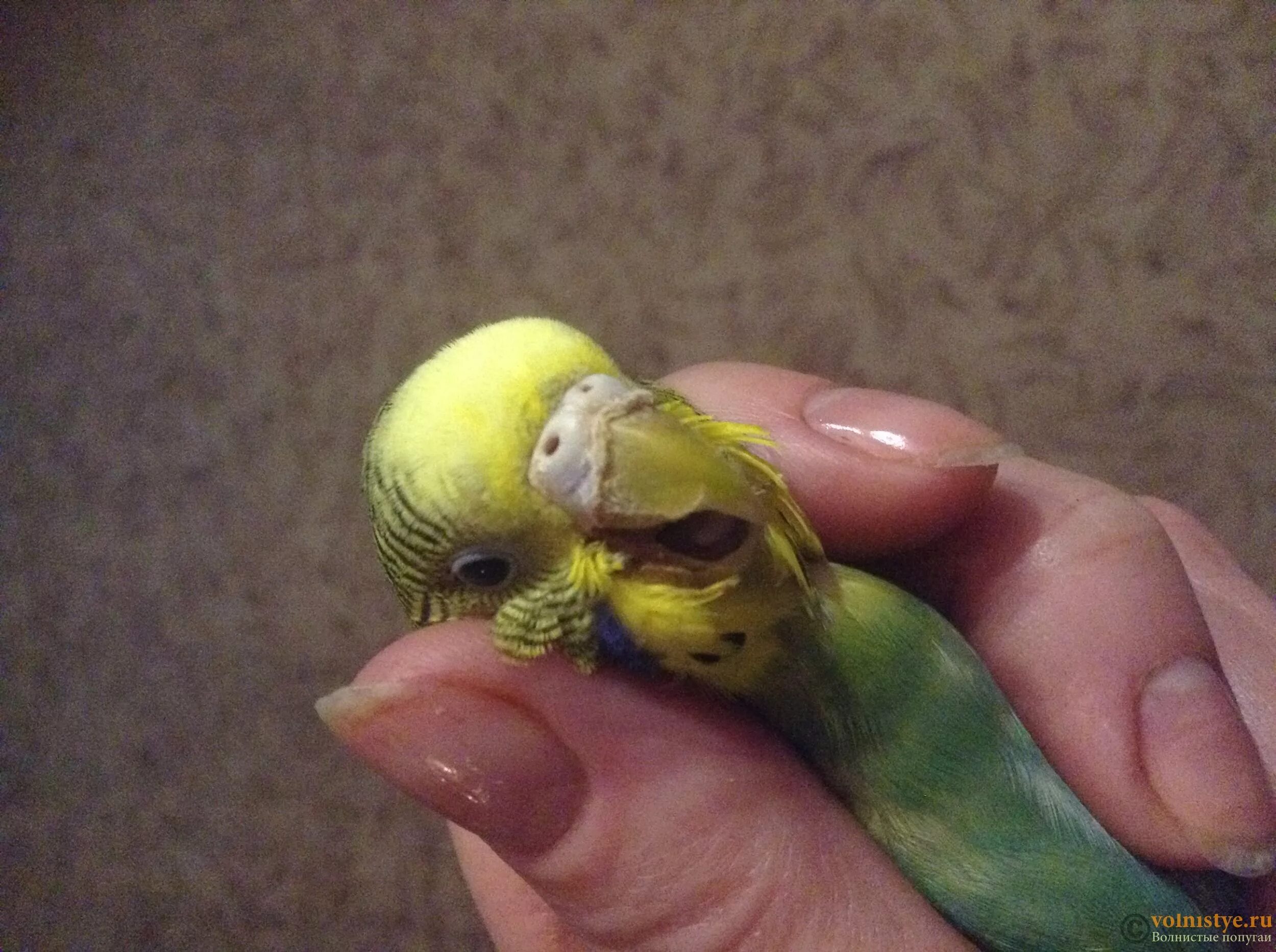 Ли попугай. Сердце волнистого попугая. Огурец волнистому попугаю. Попугайчик ест зелень. Попугайчик бананчик.