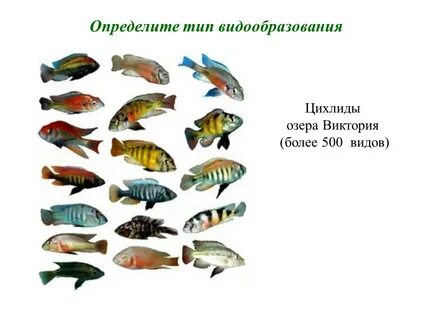 Определить вид рыбы