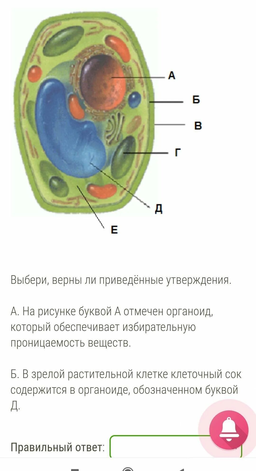 Растительная клетка запасает. Рассмотри рисунок растительной клетки. Растительная клетка. Строение клетки. Строение клетки растения.