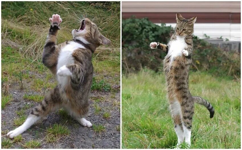 Где коты танцуют. Коты танцуют. Танцующий кот. Кот танцует. Кот пляшет.
