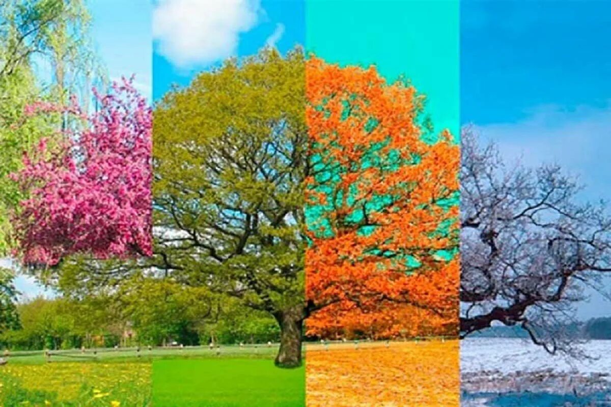 Пора года 4 букв. Дерево в разные времена года. Дерево 4 времени года. Пейзаж времена года.
