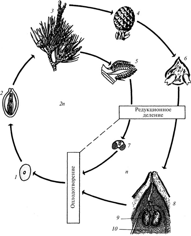 Цикл голосеменных растений схема. Цикл размножения голосеменных растений схема. Жизненный цикл голосеменных растений сосна. Цикл развития голосеменных схема.