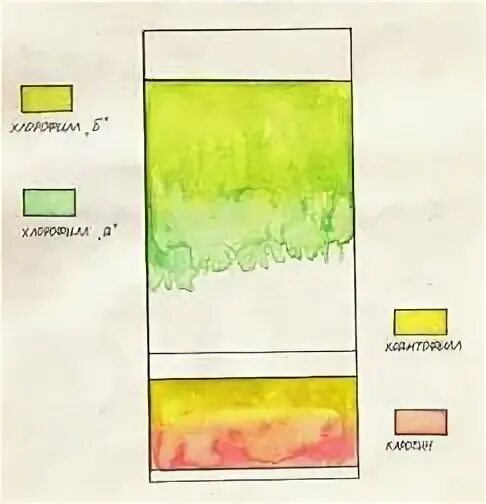 Разделение пигментов листа метод. Разделение пигментов листа методом хроматографии. Разделение пигментов листа методом бумажной хроматографии. Хроматография пигментов листа. Разделение пигментов хлорофилла методом бумажной хроматографии.