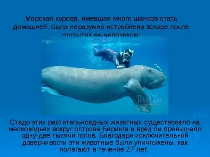 Морская корова меню