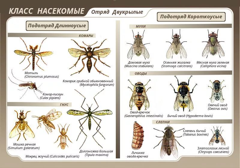 Сколько живет муха обыкновенная