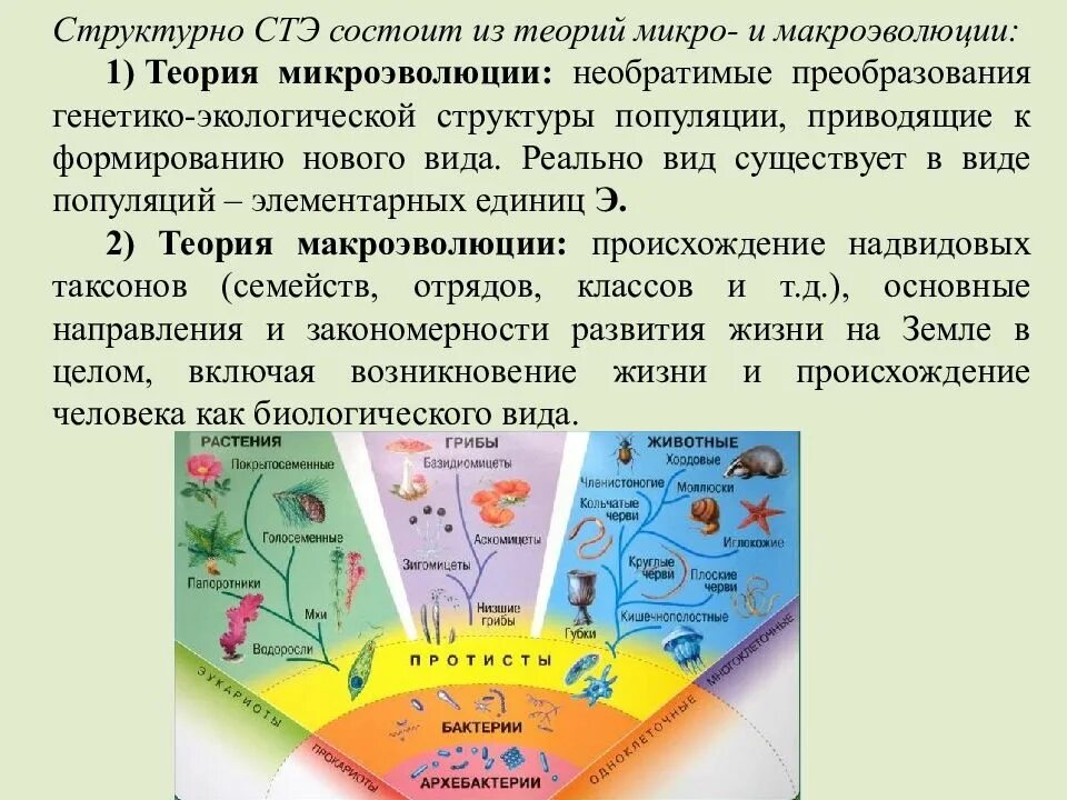 Синтетическая теория эволюции. Современная синтетическая теория эволюции. Синтетическая теория эволюции презентация. Понятие синтетическая теория эволюции.