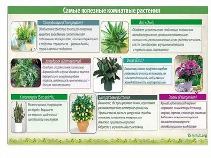 Полезные комнатные цветы