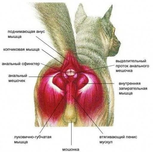 Воспаление параанальных желёз у собаки. Воспаление параанальных желёз у собаки. Как выглядят железы у собак. Секрет из параанальных желез собаки. Как выглядят железы у собак.