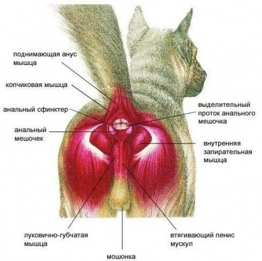 Анатомия параанальных желез у собак. Параанальные железы у собак анатомия. Воспаление параанальных желез у кота. Параанальные железы у собаки строение. Почему сфинктер