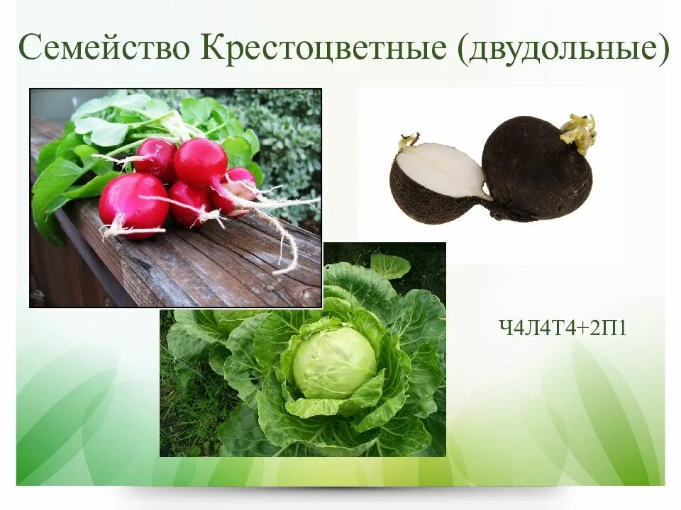 Двудольные растения названия. Двудольные растения. крестоцветные однодольные или двудольные. двудольные растения фото. двудольные растения примеры.