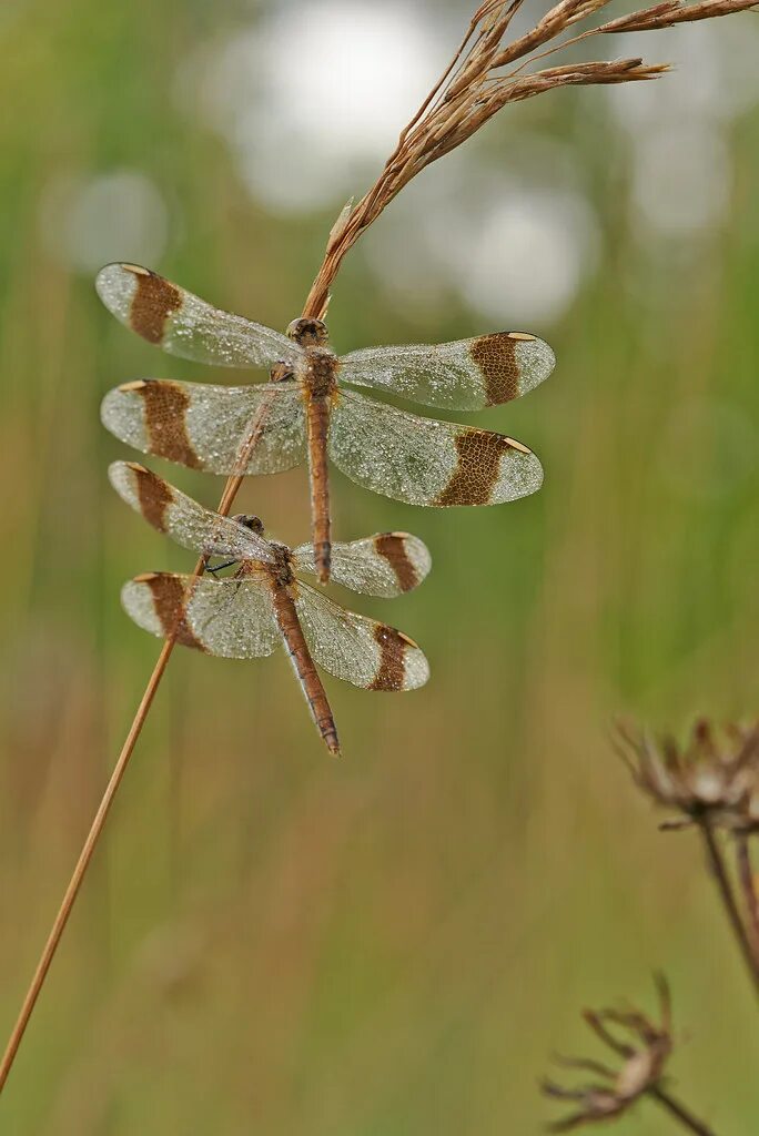 Sympetrum pedemontanum. Стрекоза перевязанная. Стрекоза перевязанная фото. Перевязанная Стрекоза Тип развития.