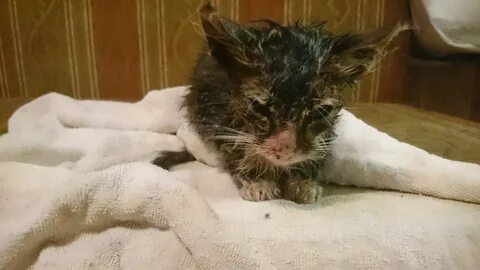 Котенок без головы