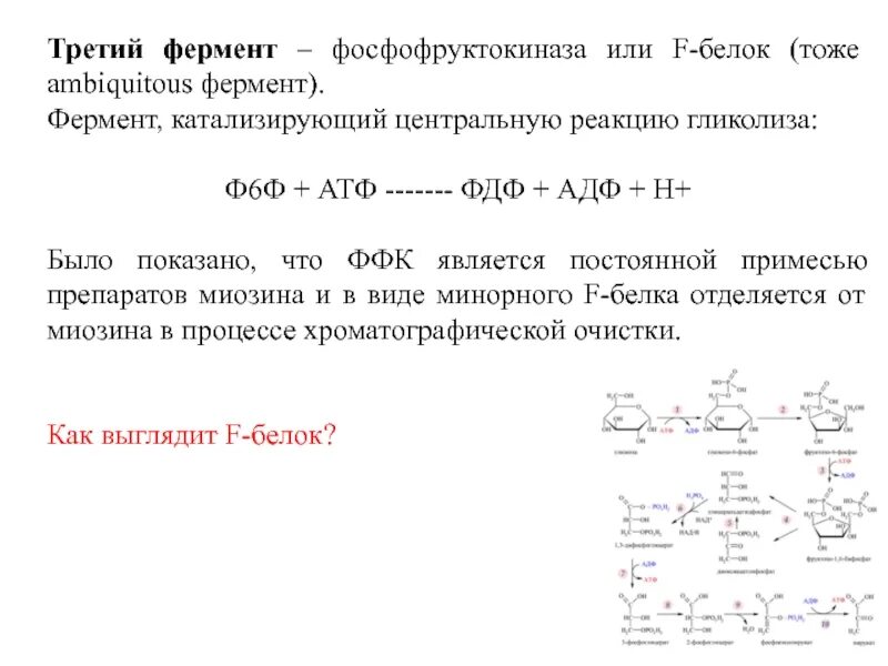 Химическая реакция катализируемая ферментом. Фосфофруктокиназа катализирует реакцию. Фосфофруктокиназа в гликолизе реакция. 6 Фосфофруктокиназа класс фермента. Фосфофруктокиназа гликолиз.