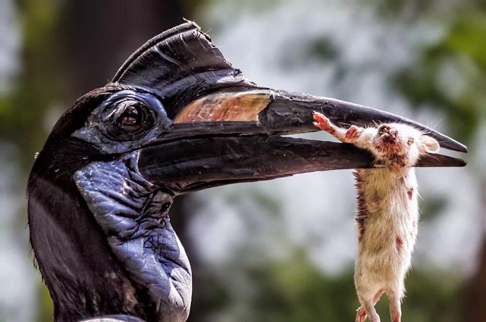 Жуткие птицы. Bucorvus abyssinicus. Абиссинский рогатый ворон. Абиссинский рогатый ворон птица. Кафрский ворон.