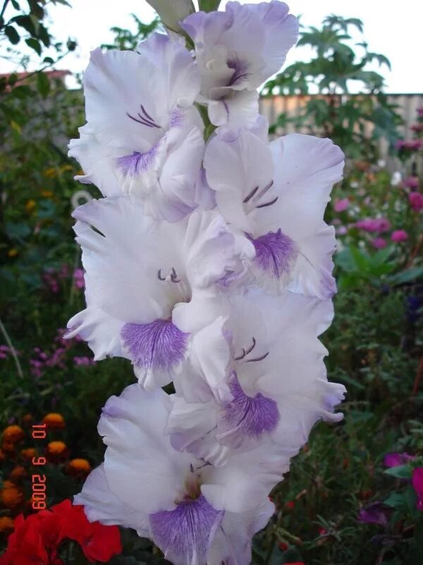 Гладиолус хе маджести. Гладиолус бриллиант. Голубые гладиолусы сорта. Голубые гладиолусы сорта. Гладиолус голубка.