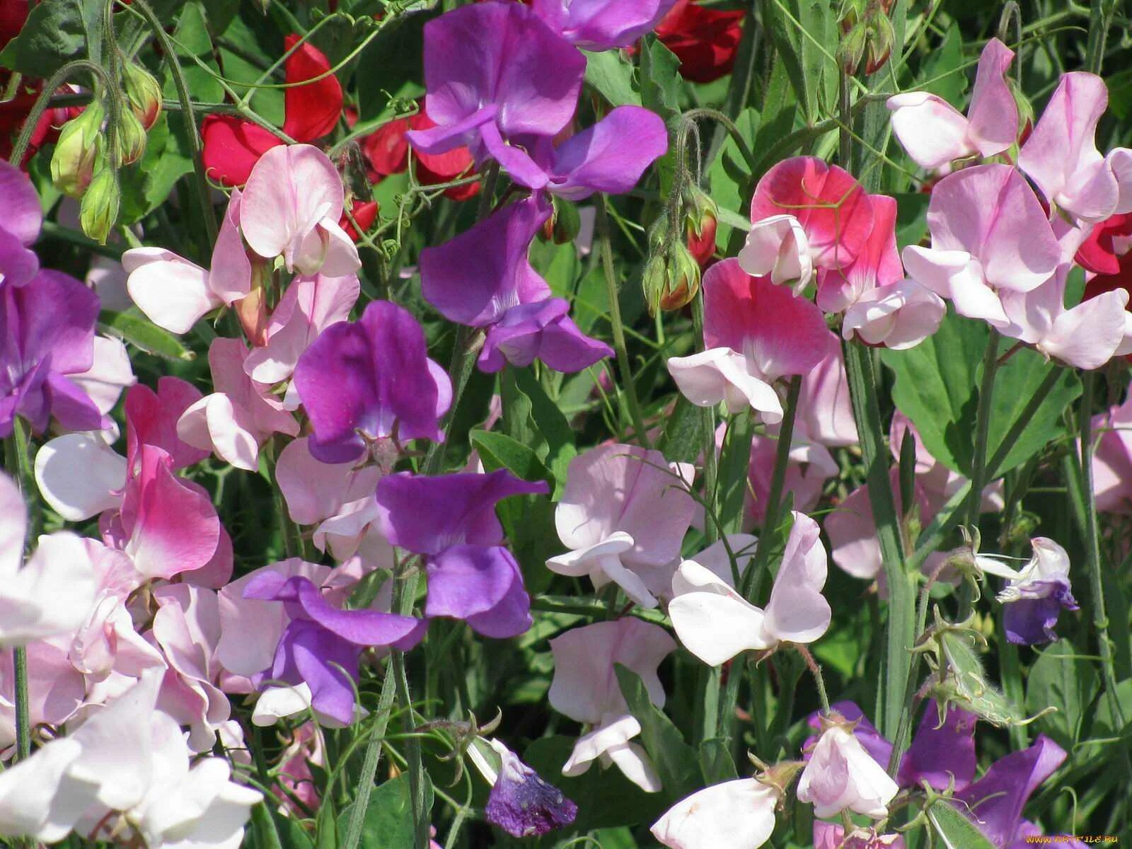 многолетний горошек жемчужная россыпь. горошек душистый томми. вьюнок душистый горошек. душистый горошек как выращивать. душистый горошек матукана.