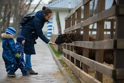Простоквашино вднх ферма