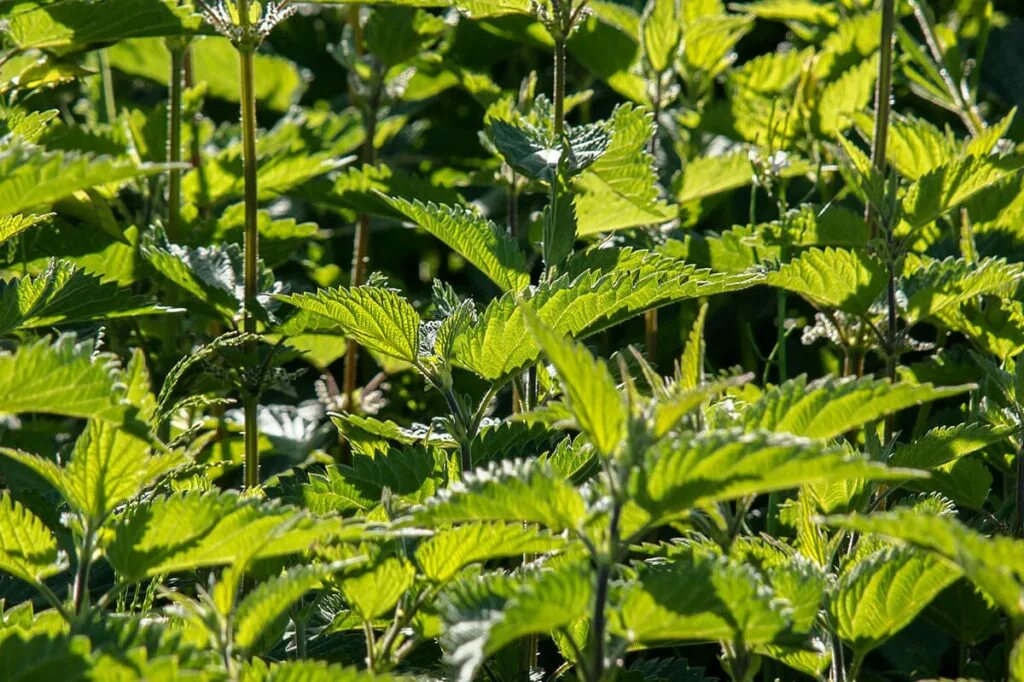 Стебель и листья крапивы. Крапива двудомная. Крапива двудомная (Urtica dioica). Крапива плосколистная. Крапива Онгаонга.