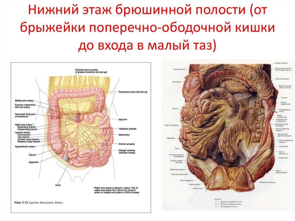 Верхняя часть толстая. Брыжейка препарат анатомия. Брыжейка толстой кишки анатомия. Брыжейка поперечно ободочную кишку. Брыжейка поперечной ободочной кишки.