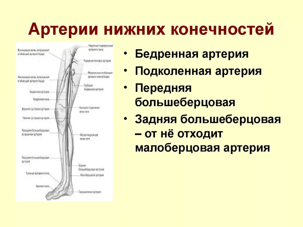 Что делает нижняя конечность. Кровоснабжение нижней конечности схема. Схема ветвления артерий нижней конечности. Поверхностная бедренная артерия схема. Схема магистральных артерий нижней конечности.