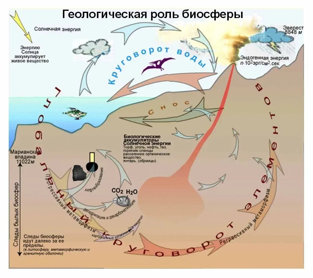 6 5 млрд лет назад биосфера. Геологическая роль биосферы. биосфера схема. происхождение биосферы. формирование биосферы.