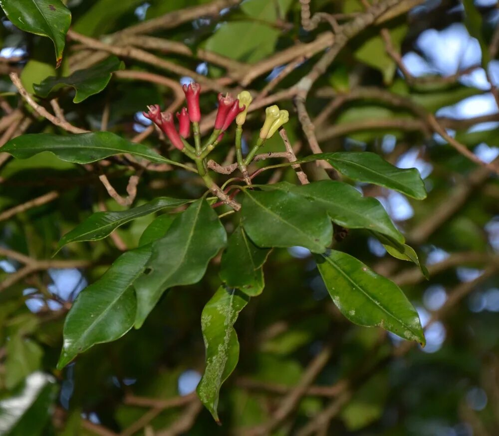 Пряное дерево. Гвоздика Сизигиум. Гвоздичное дерево. Сизигиум («гвоздика») приправа. Clove (Syzygium масло).