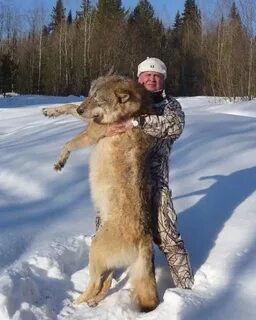 Большое волк охота