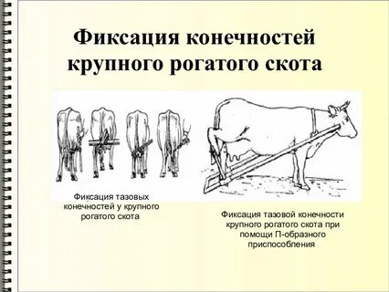 Насилие крупнорогатого скота какая статья