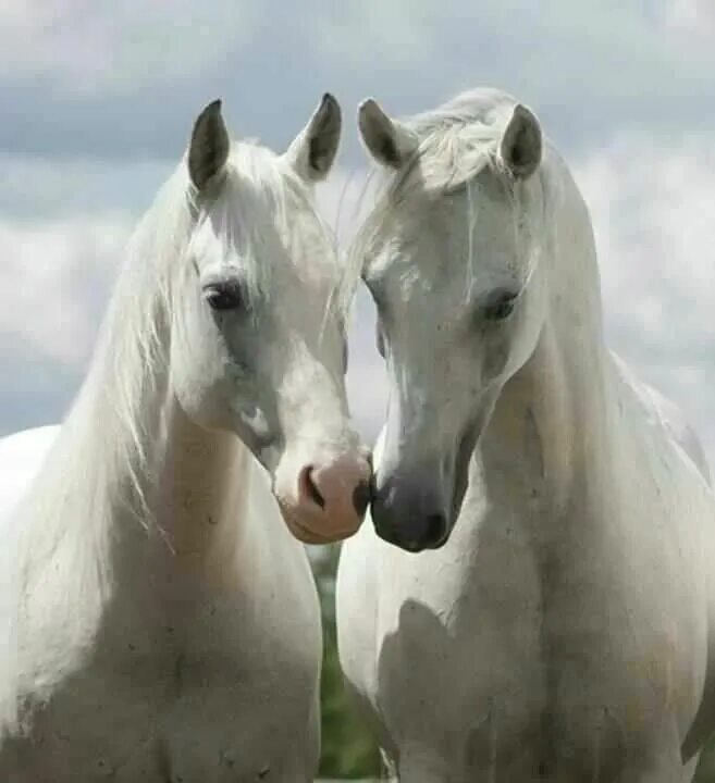 Two horse. Белая лошадь. Пара лошадей. Две лошади. Лошади любовь.